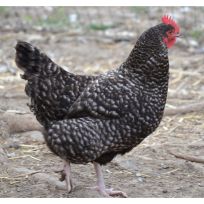 Plymouth Barred Rock Pullets, BRP