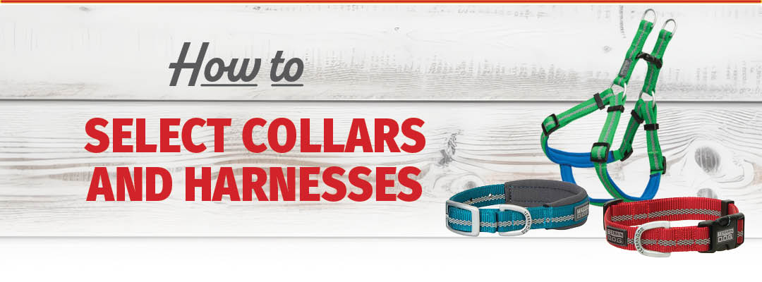 How to Select Collars and Harnesses