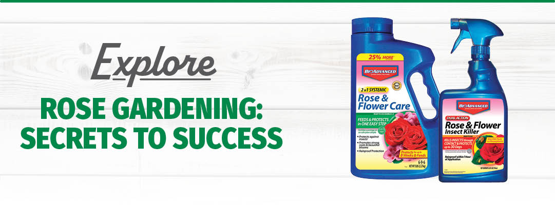 Rose Gardening: Secrets to Success