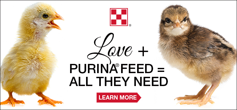 Purina Feed = All They Need